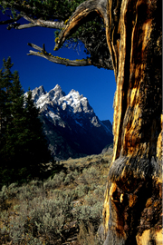 Teton & Old Patriarch