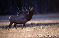 Elk