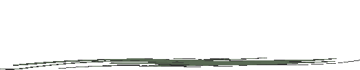 白熊 - カナダ・チャーチルにて撮影